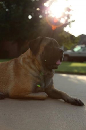 abby sunbathing.jpg