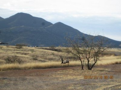 DEER AT RAMADA ACTIVITY (1).jpg