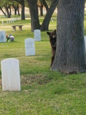 Cemetery Bear.JPG